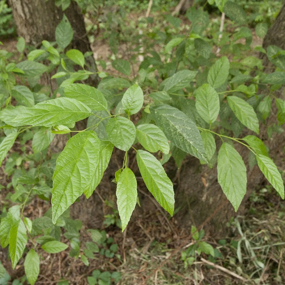Japanese Alder (Alnus japonica)