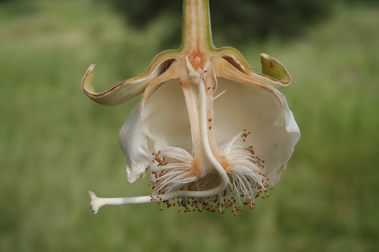 Baobab Cream Tartar Dead Rat Monkey-bread Tree (Adansonia digitata)