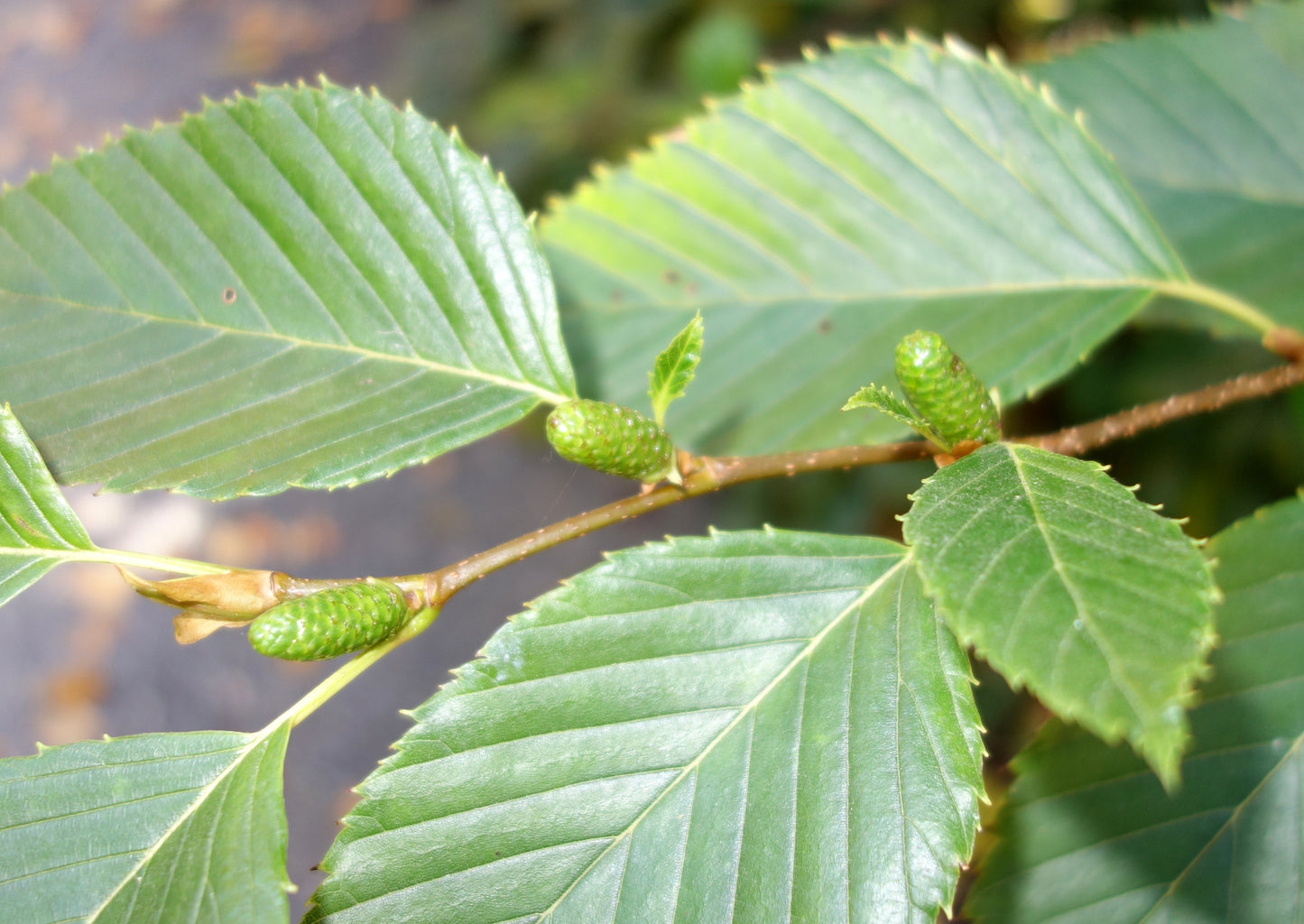 Asian Firma Green Alder (Alnus firma)
