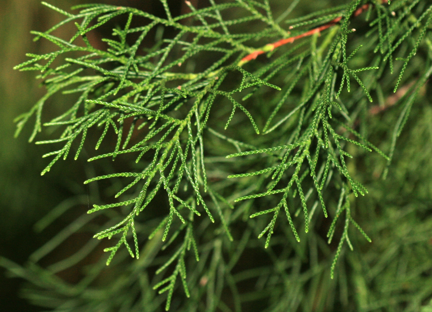 Bhutan Cypress Cypress (Cupressus torulosa)