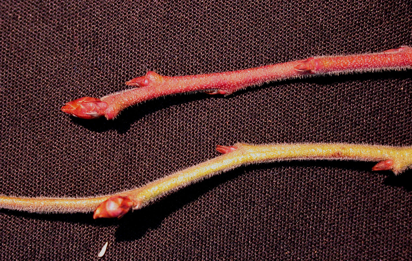 Canadian Blueberry Sourtop Velvetleaf Huckleberry (Vaccinium myrtilloides)