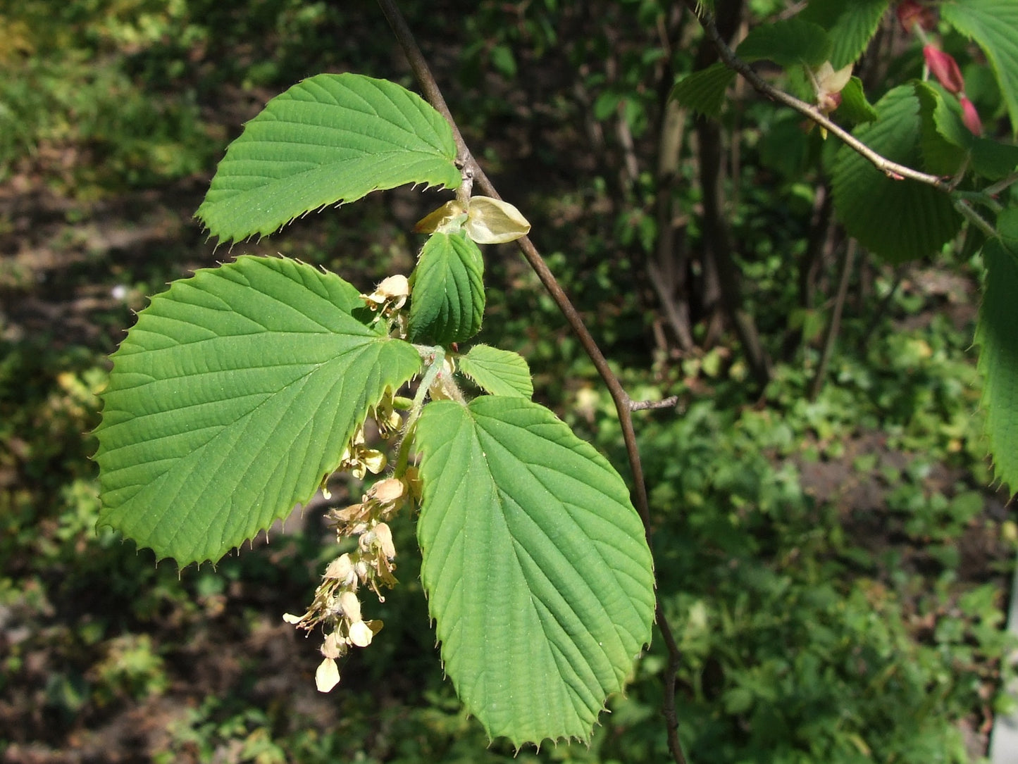 Chinese Winterhazel Winter Hazel (Corylopsis sinensis)