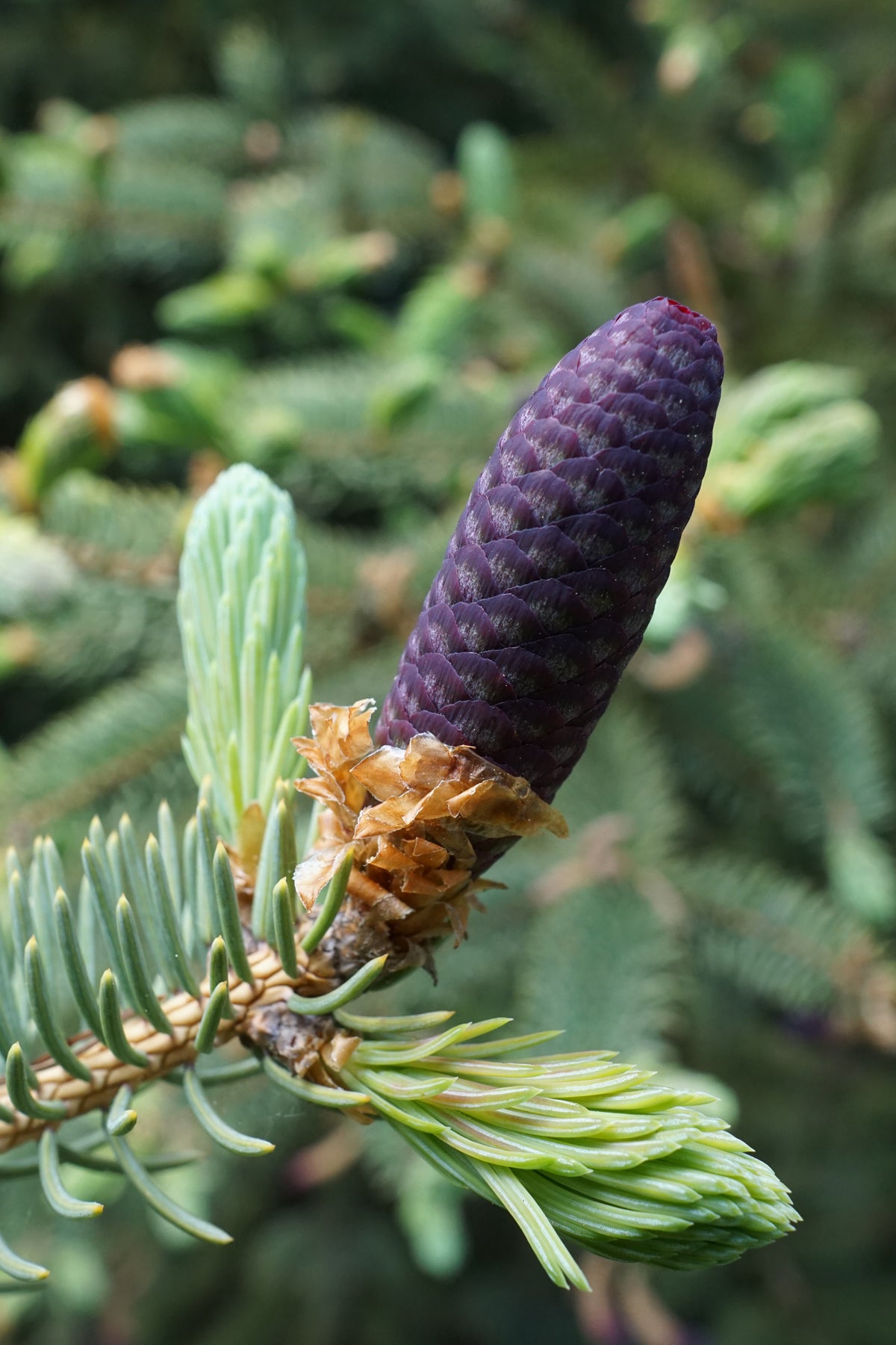 Lijang Spruce (Picea likiangensis)