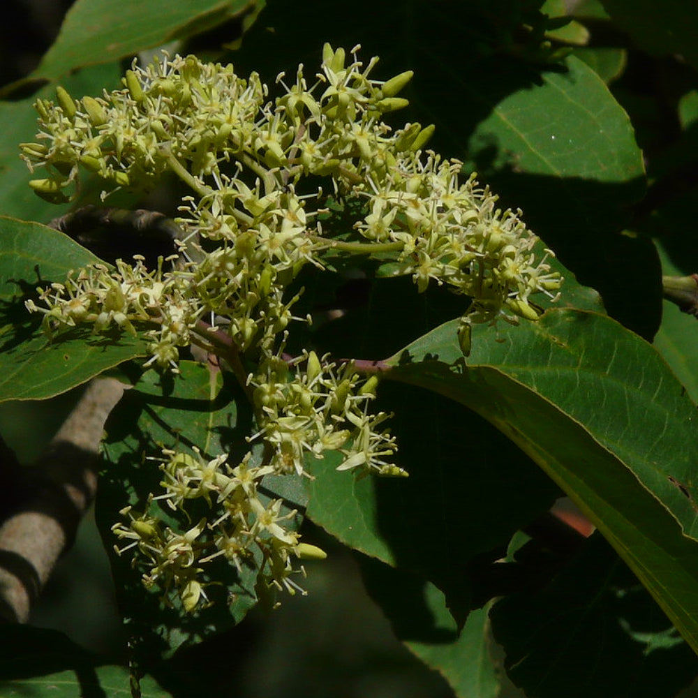 Bigleaf Large-leaf Dogwood (Cornus macrophylla)