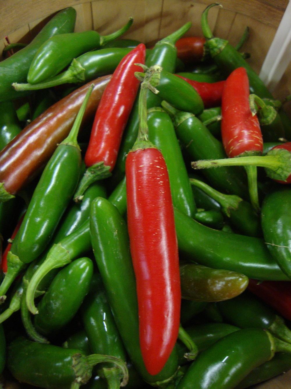 Serrano Pepper (Capsicum annuum 'Serrano')