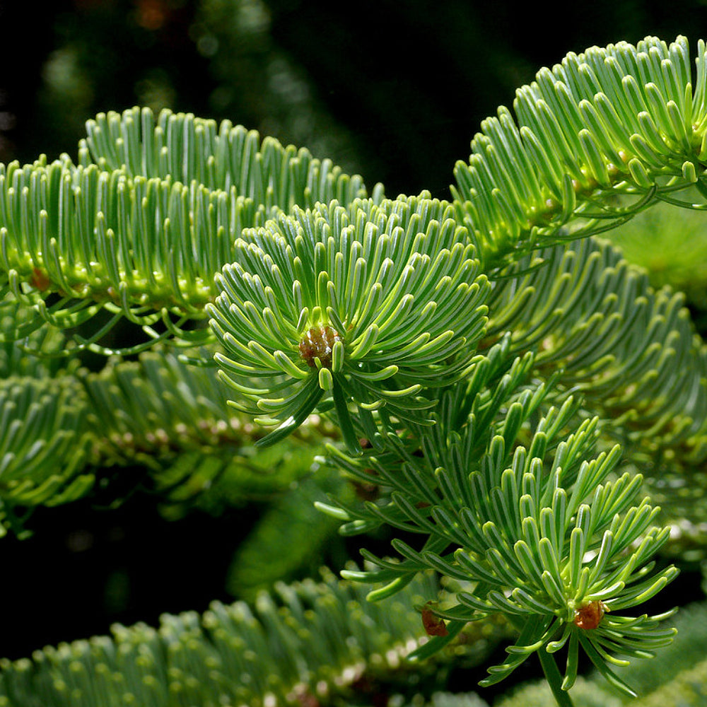 Trojan Fir (Abies nordmanniana ssp. equi-trojani)