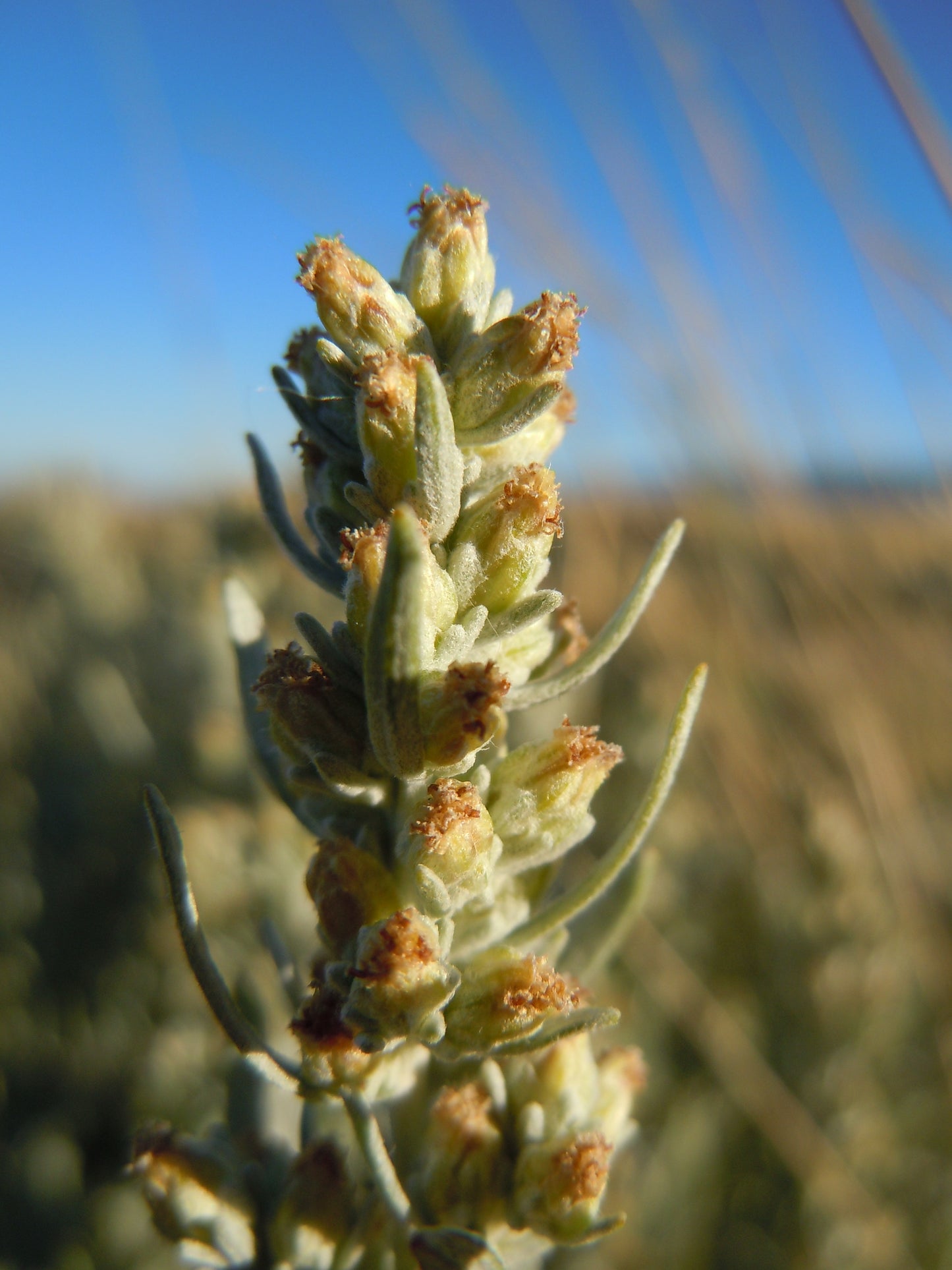 Dwarf Sagebrush Hoary Wormwood Sticky Sagebrush (Artemisia cana)