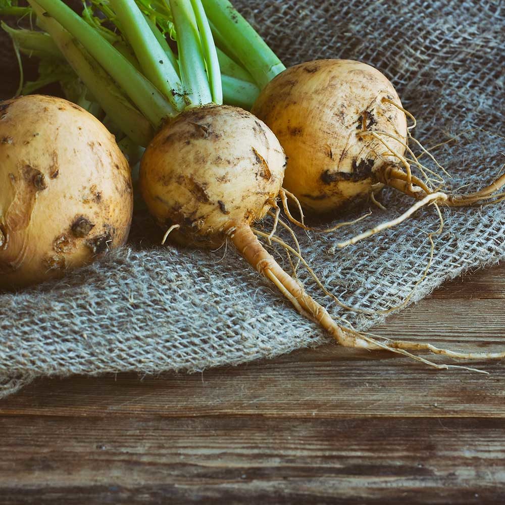 Goldenball Turnip Turnip (Brassica rapa var. Lorifolia 'Goldenball')