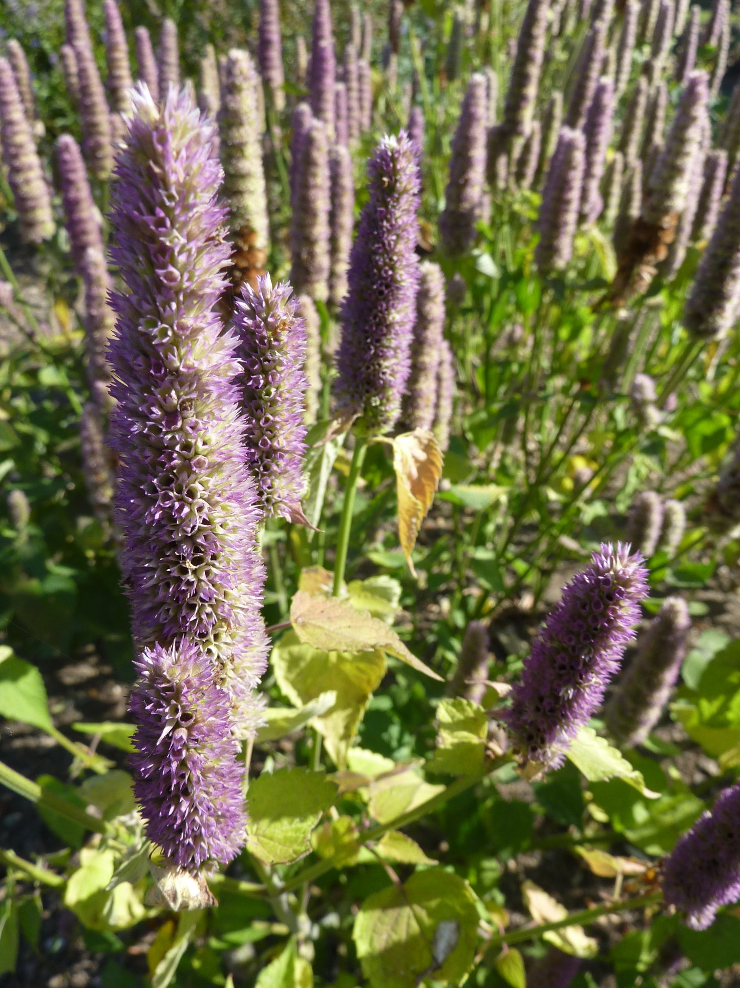Anise Hyssop Giant Hyssop (Agastache foeniculum)
