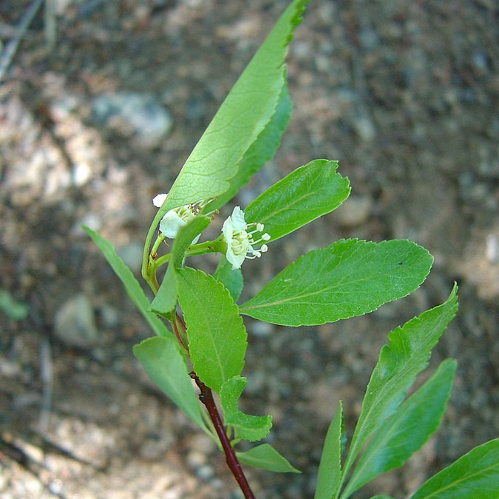 Willow Hawthorn (Crataegus saligna)