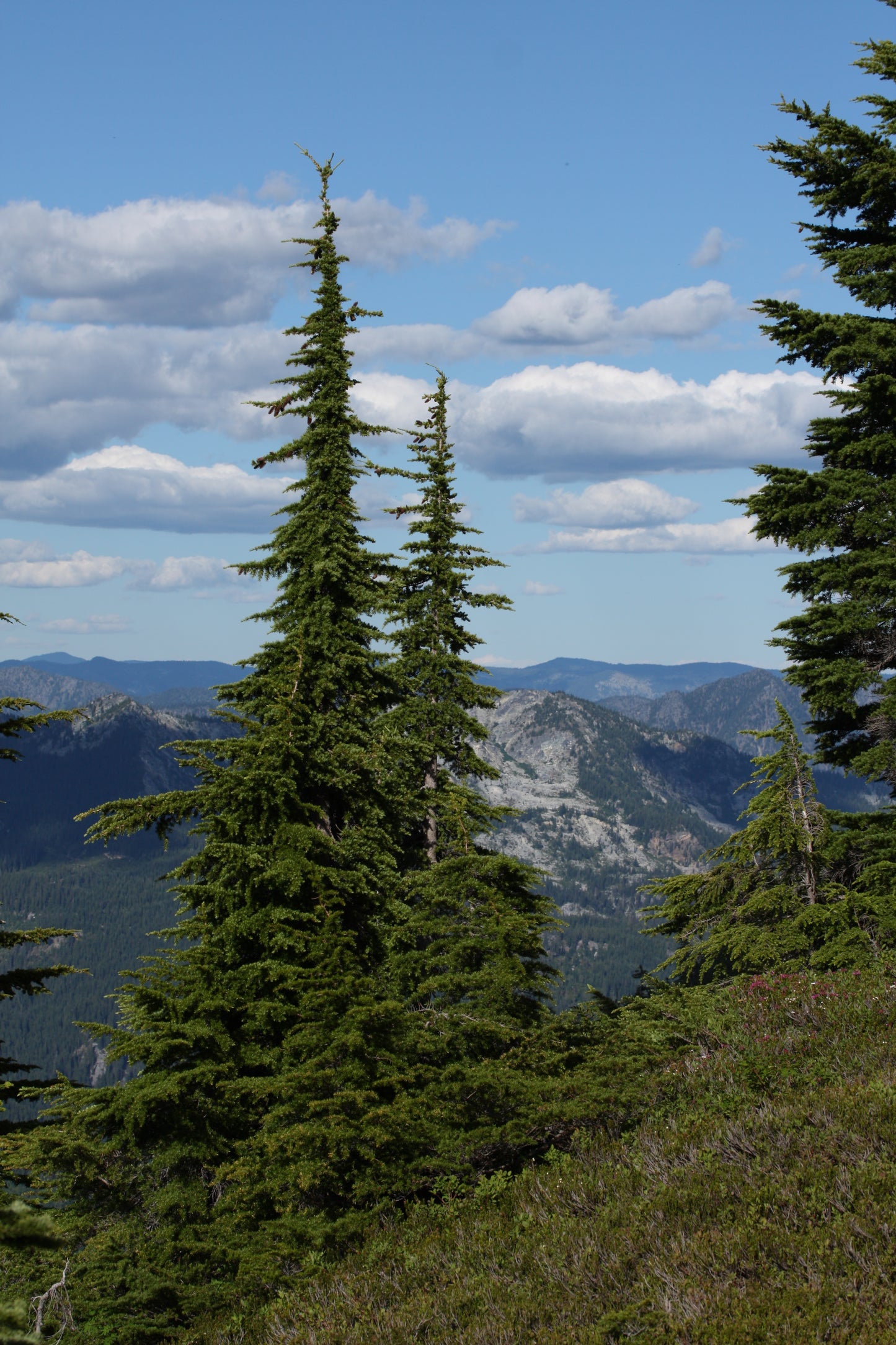 Mountain Hemlock (Tsuga mertensiana)