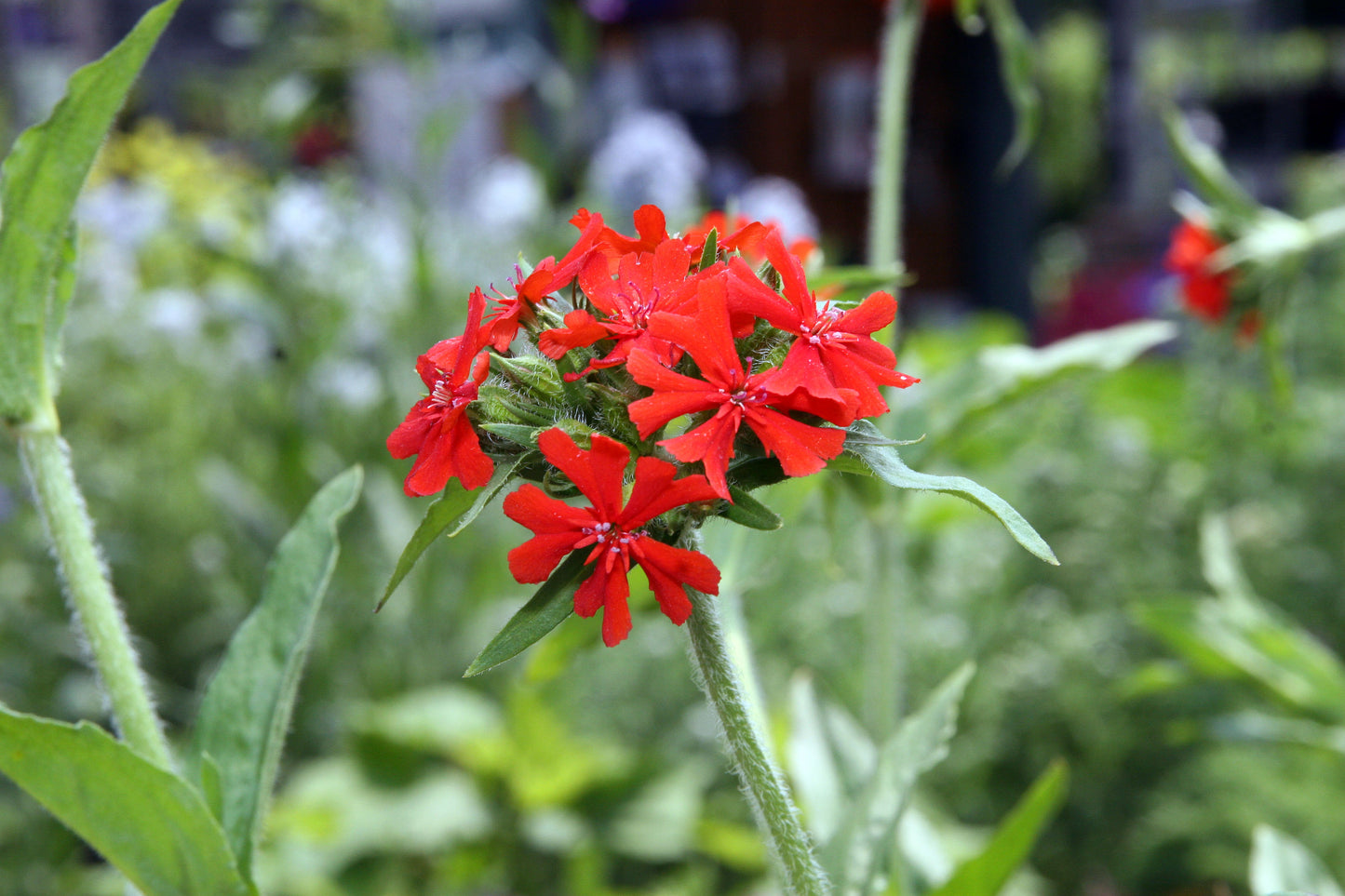 Burning Love Dusky Salmon Of Bristol Jerusalem Cross Maltese Nonesuch (Silene chalcedonica)