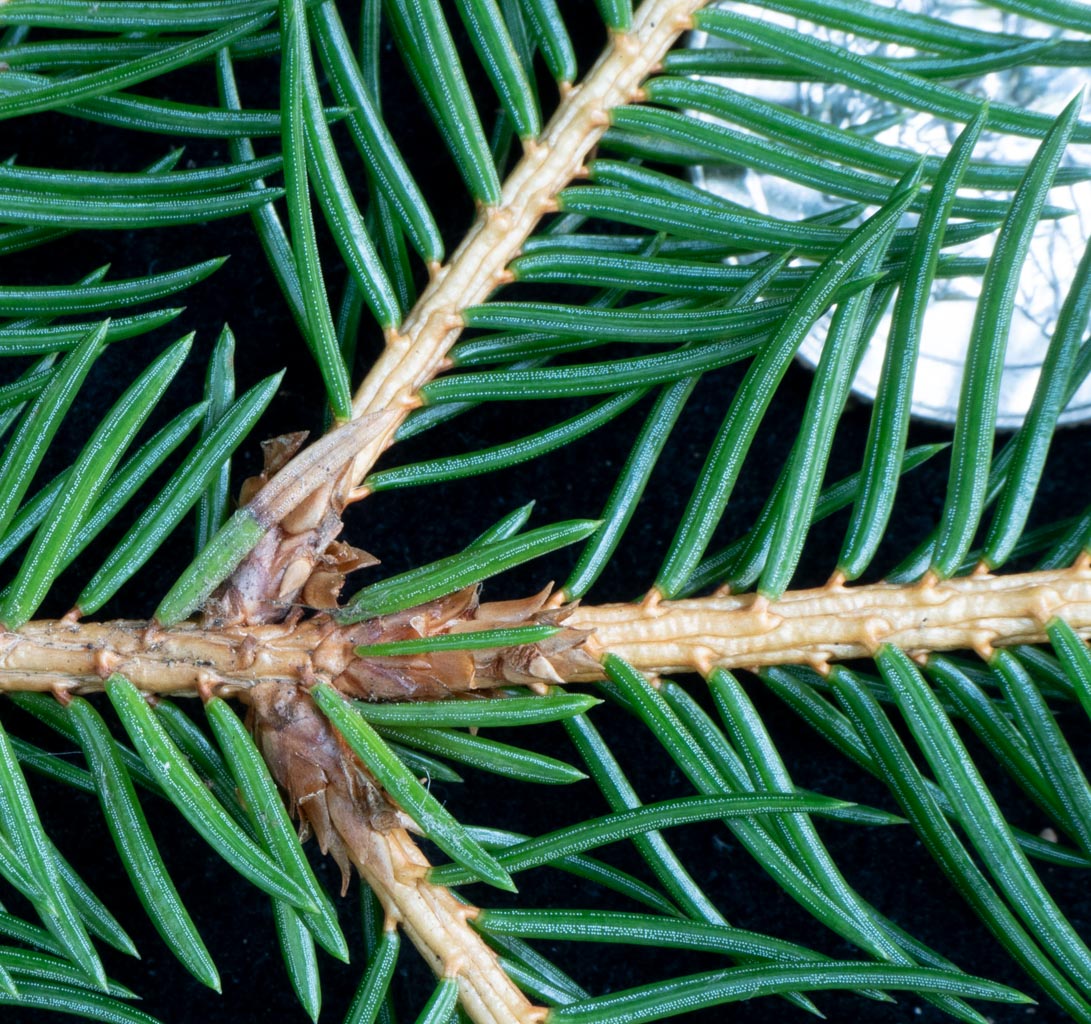 White Spruce (Picea glauca Lake States)