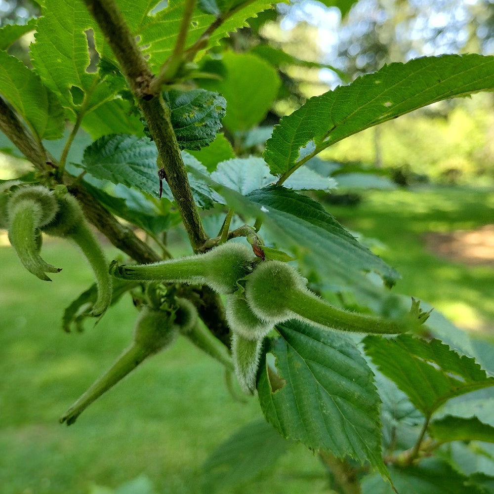 Manchurian Hazelnut (Corylus sieboldiana var. mandshurica)