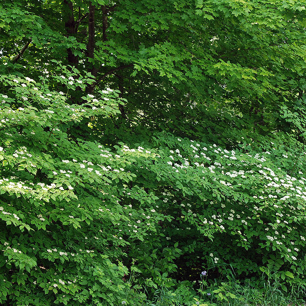 Alternate-leaved Dogwood Alternateleaf Pagoda Dogwood (Cornus alternifolia)