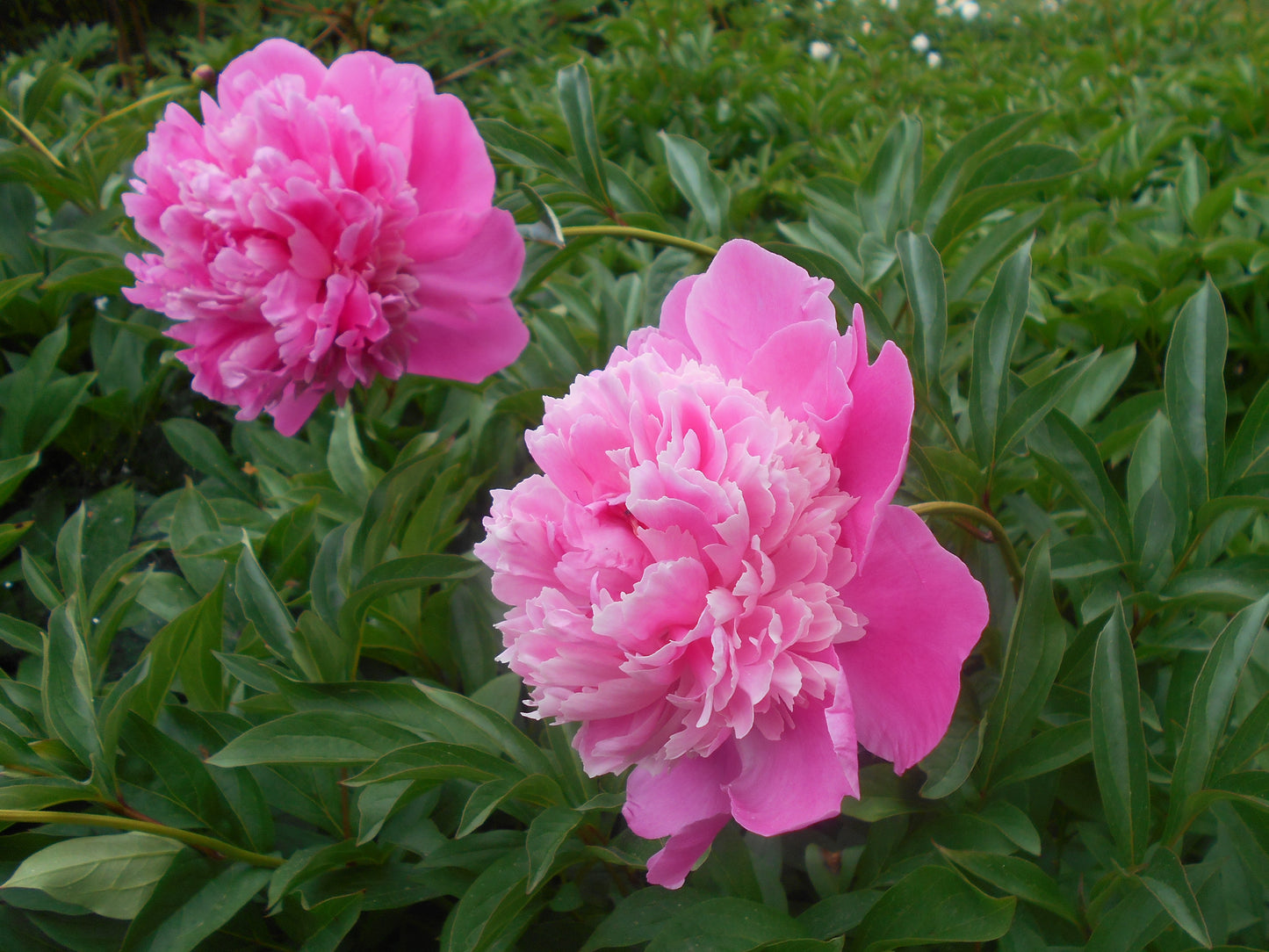 Chinese Peony (Paeonia lactiflora)