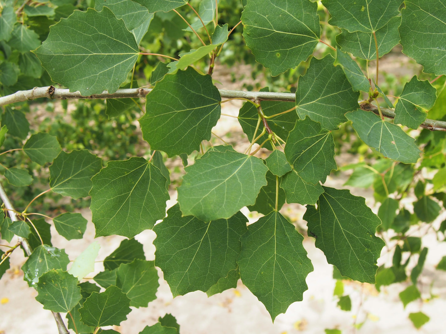 European Aspen (Populus tremula)