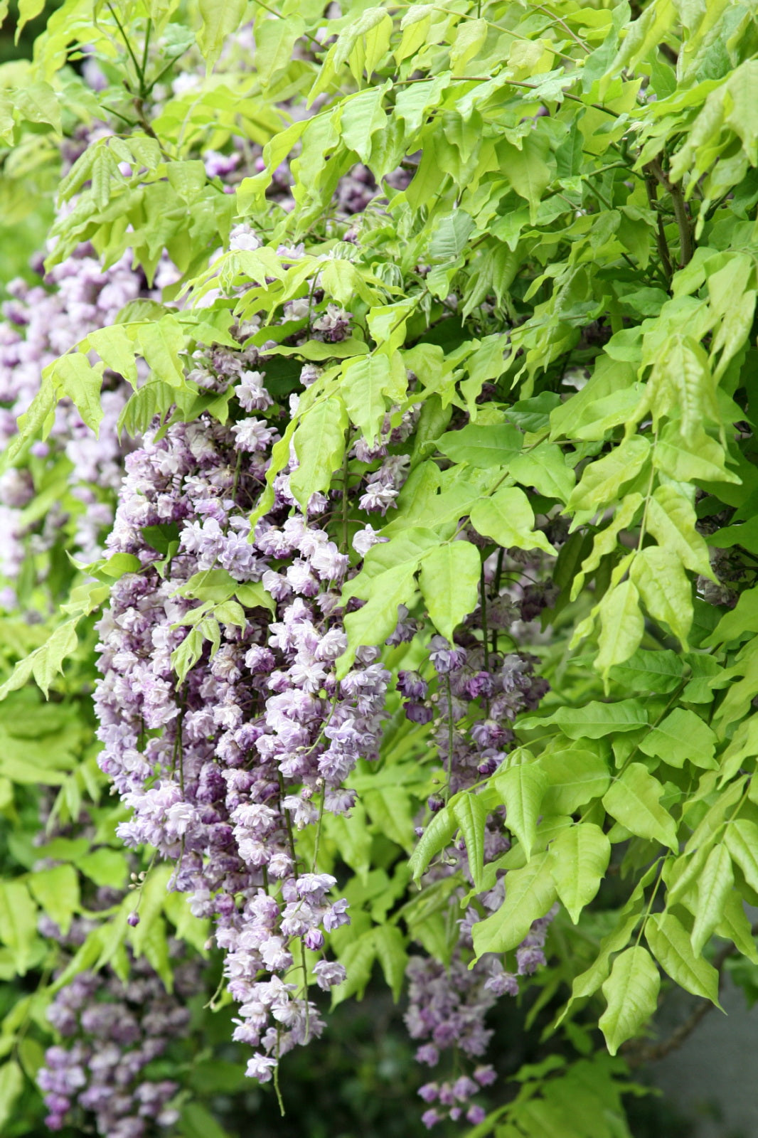 Japanese Wisteria (Wisteria floribunda)