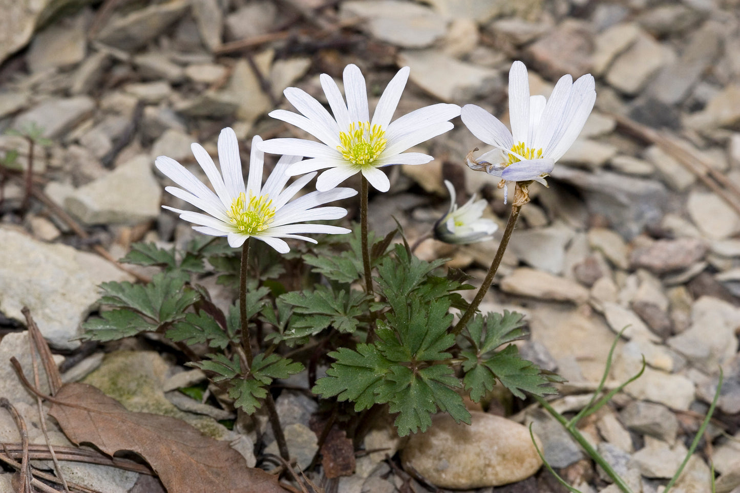 Grecian Grecian Windflower Greek Thimbleweed Windflower (Anemone blanda)