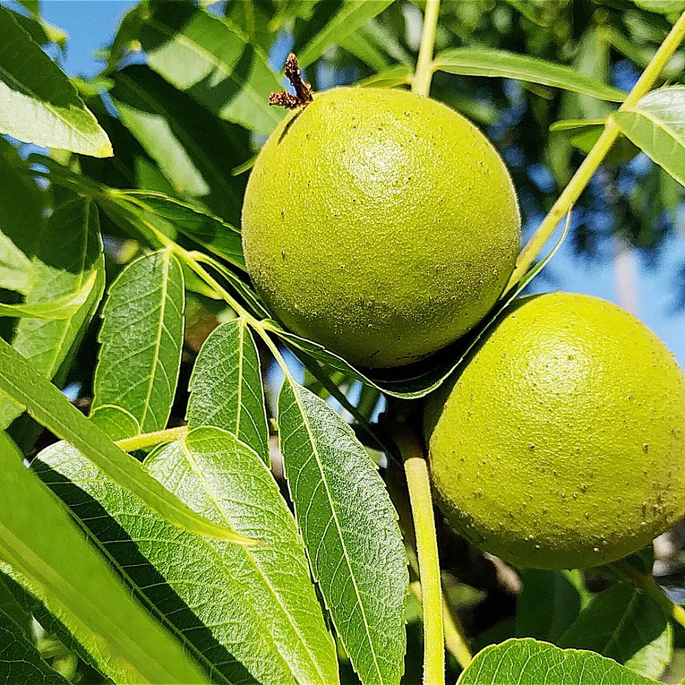 Claro Walnut Hinds Black Northern California Walnut (Juglans hindsii)