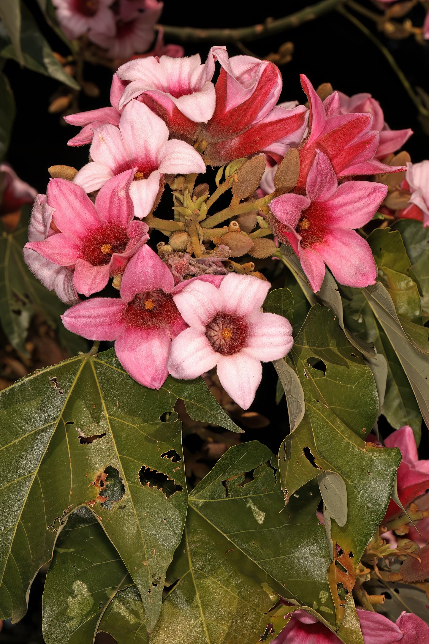 Lacebark Flame Tree (Brachychiton discolor)