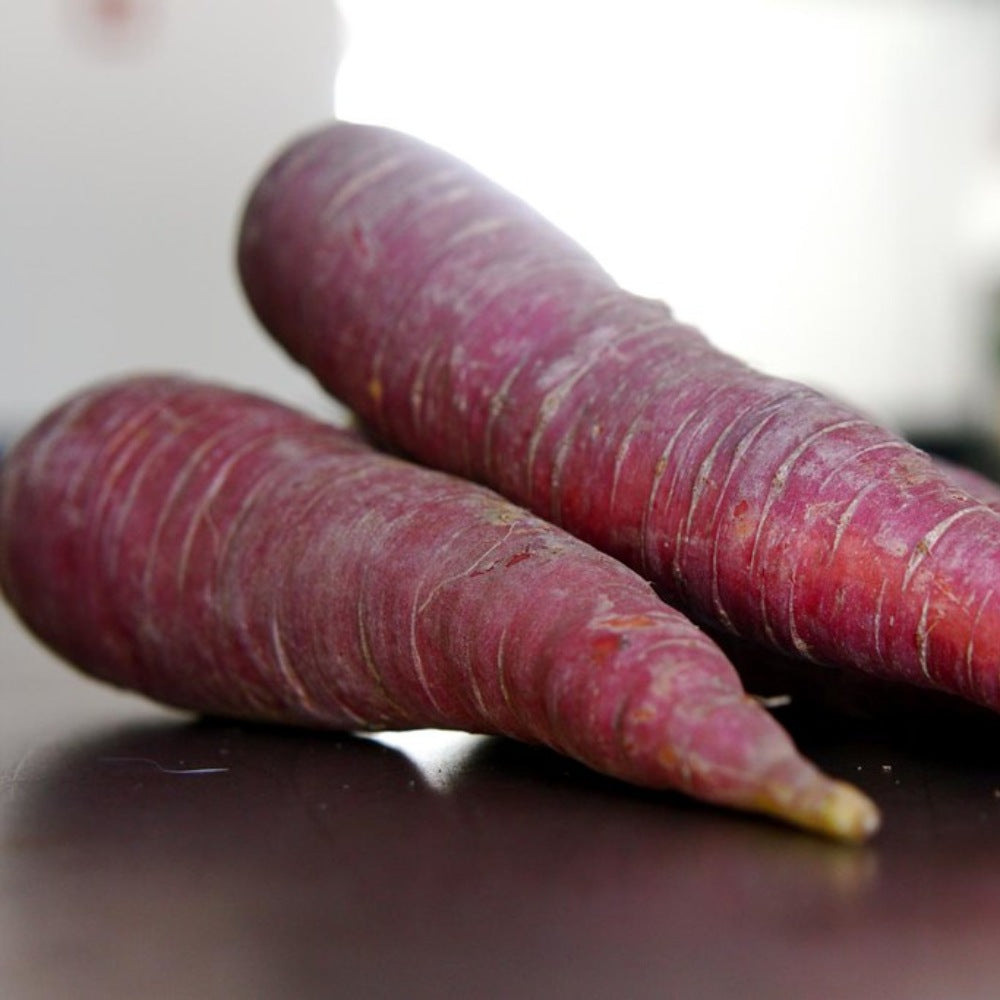 Purple Carrot (Daucus carota ssp. sativus 'Purple')
