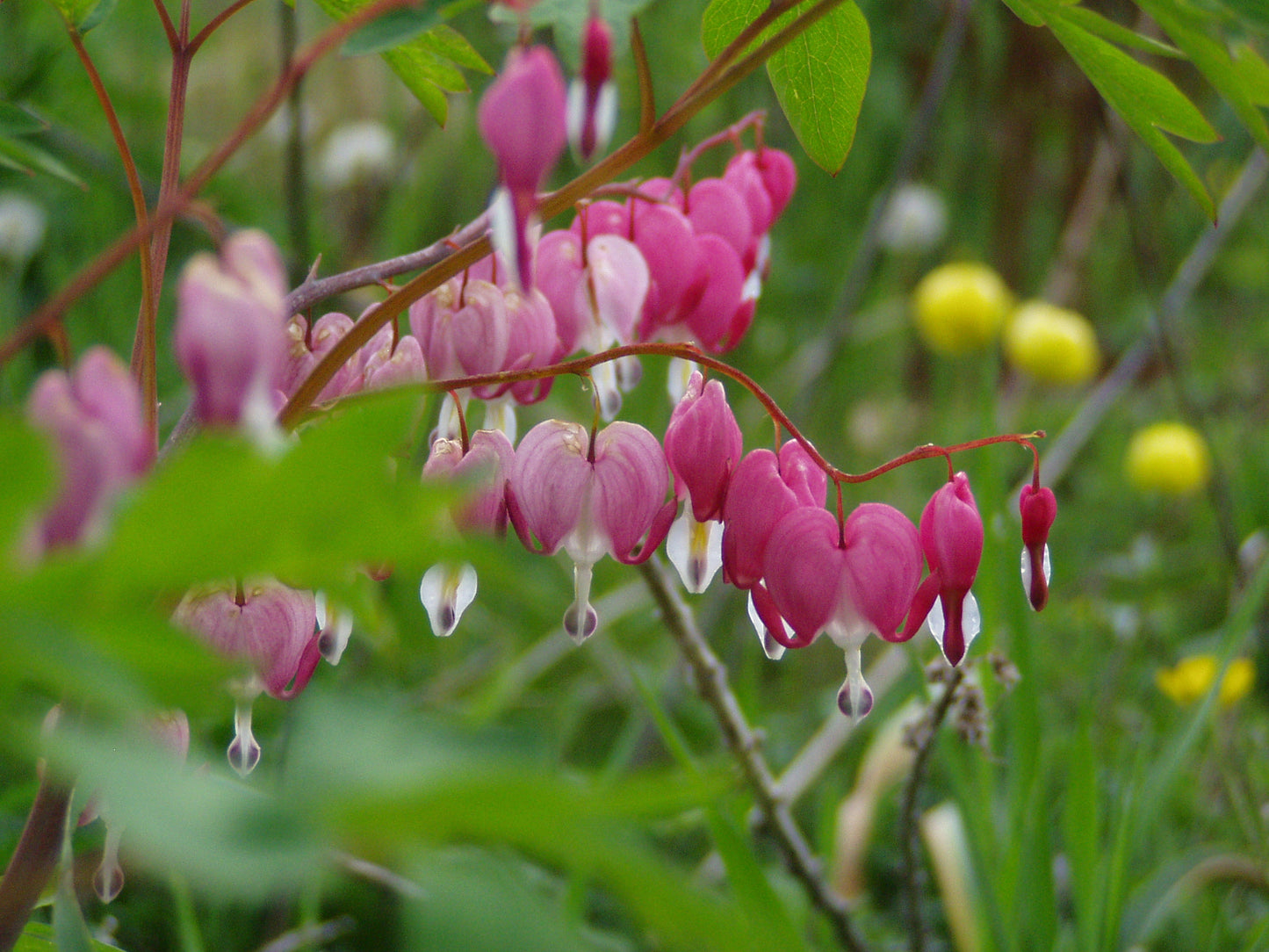 Bleeding Heart (Dicentra spectabilis)