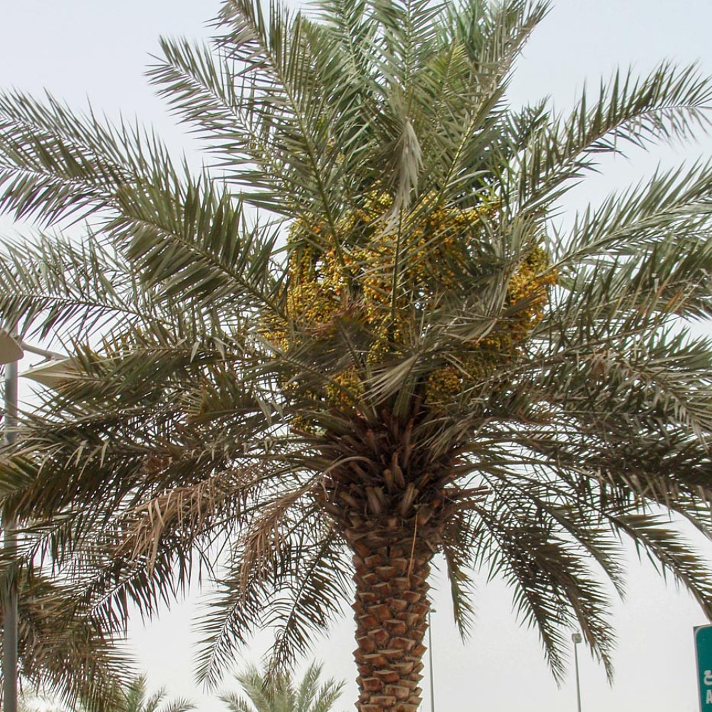 Date Palm (Phoenix dactylifera)