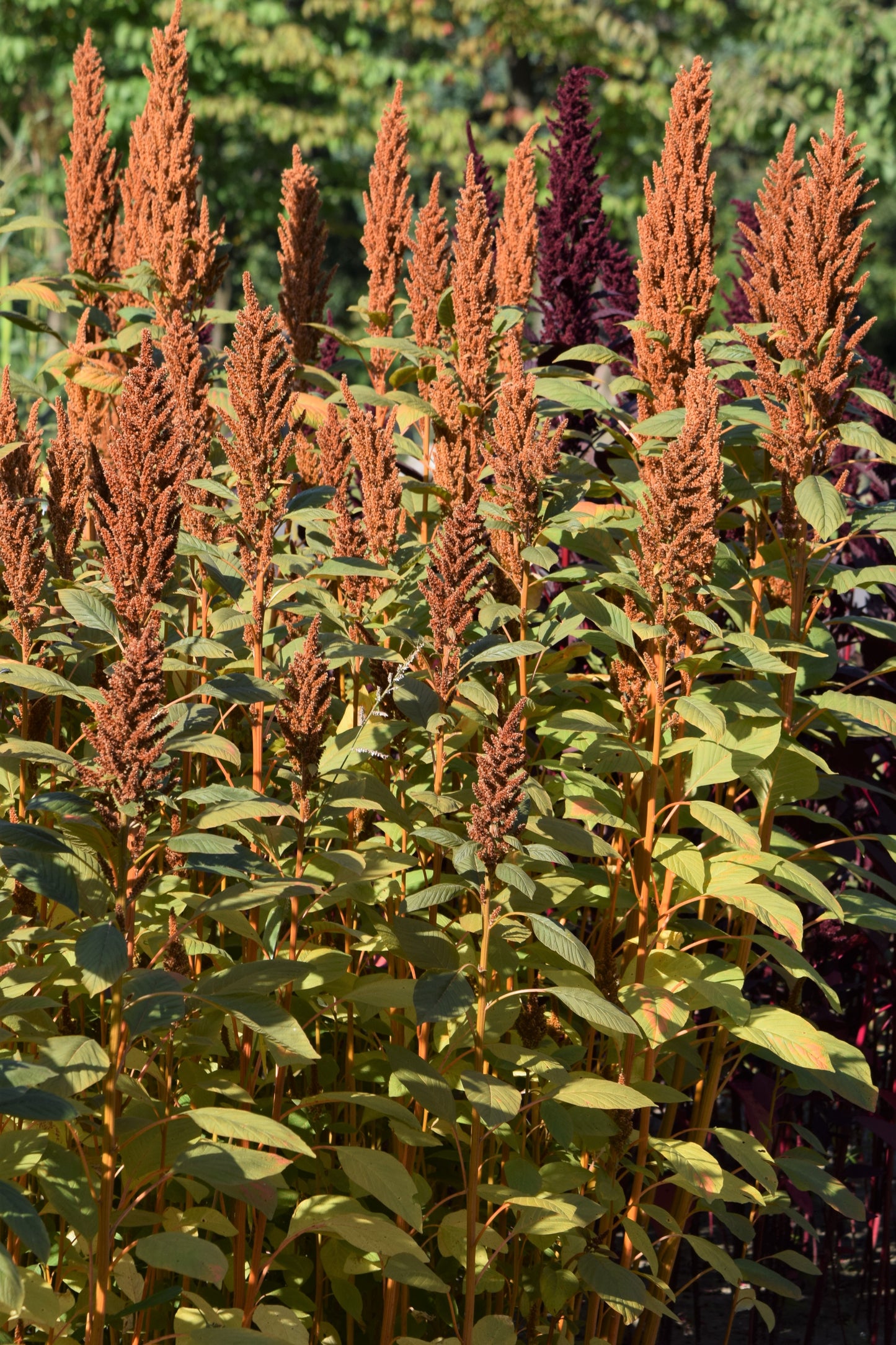 Alegria Huautli Mexican Grain Amaranth Red Amaranth (Amaranthus cruentus)