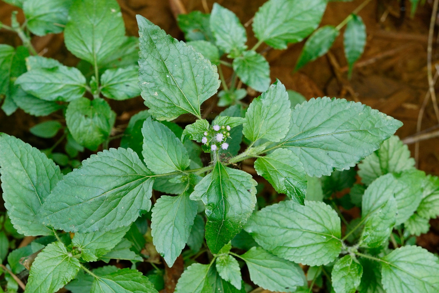 Tropical Whiteweed (Ageratum conyzoide)