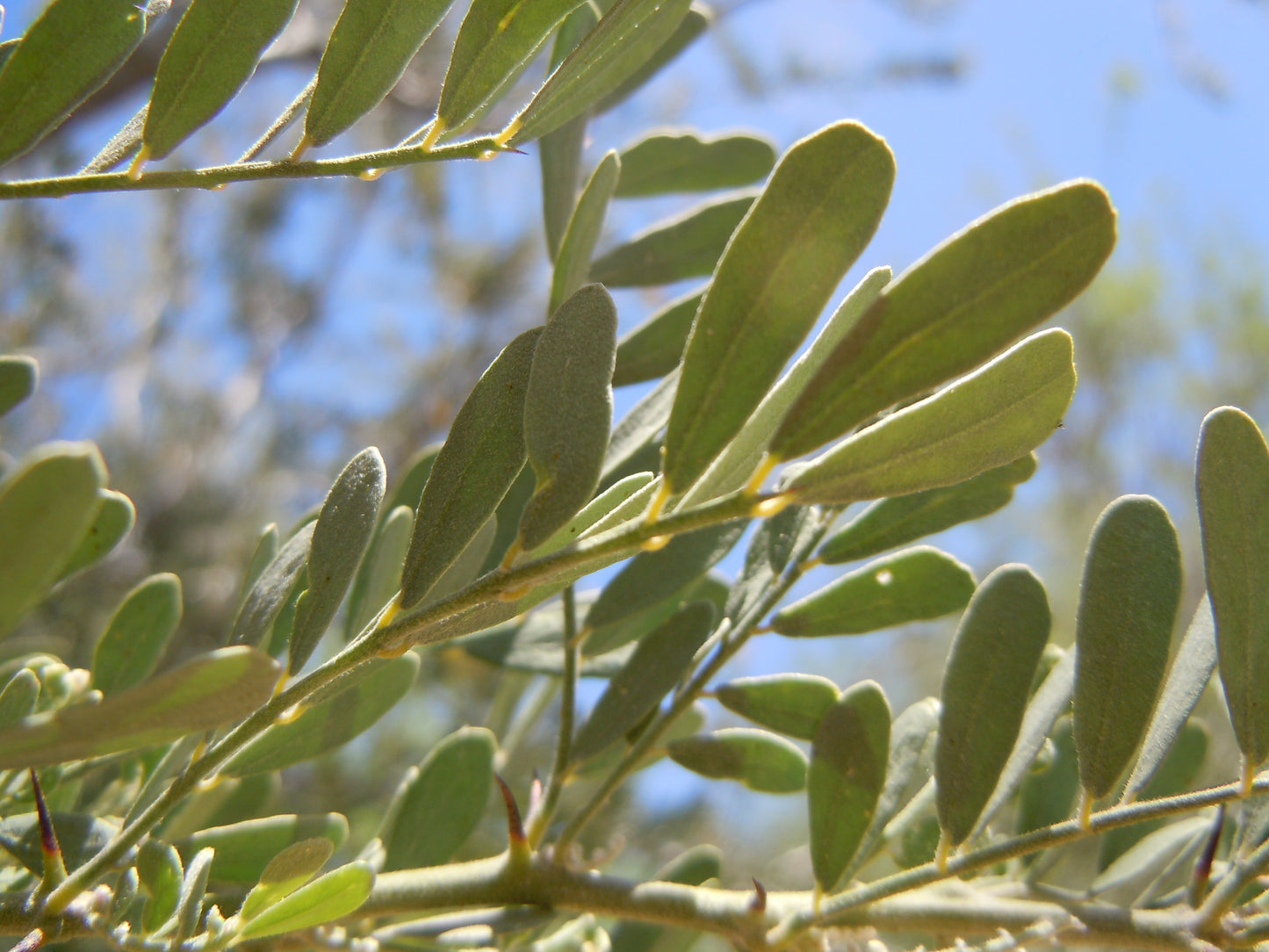 Desert Ironwood Palo Fierro (Olneya tesota)