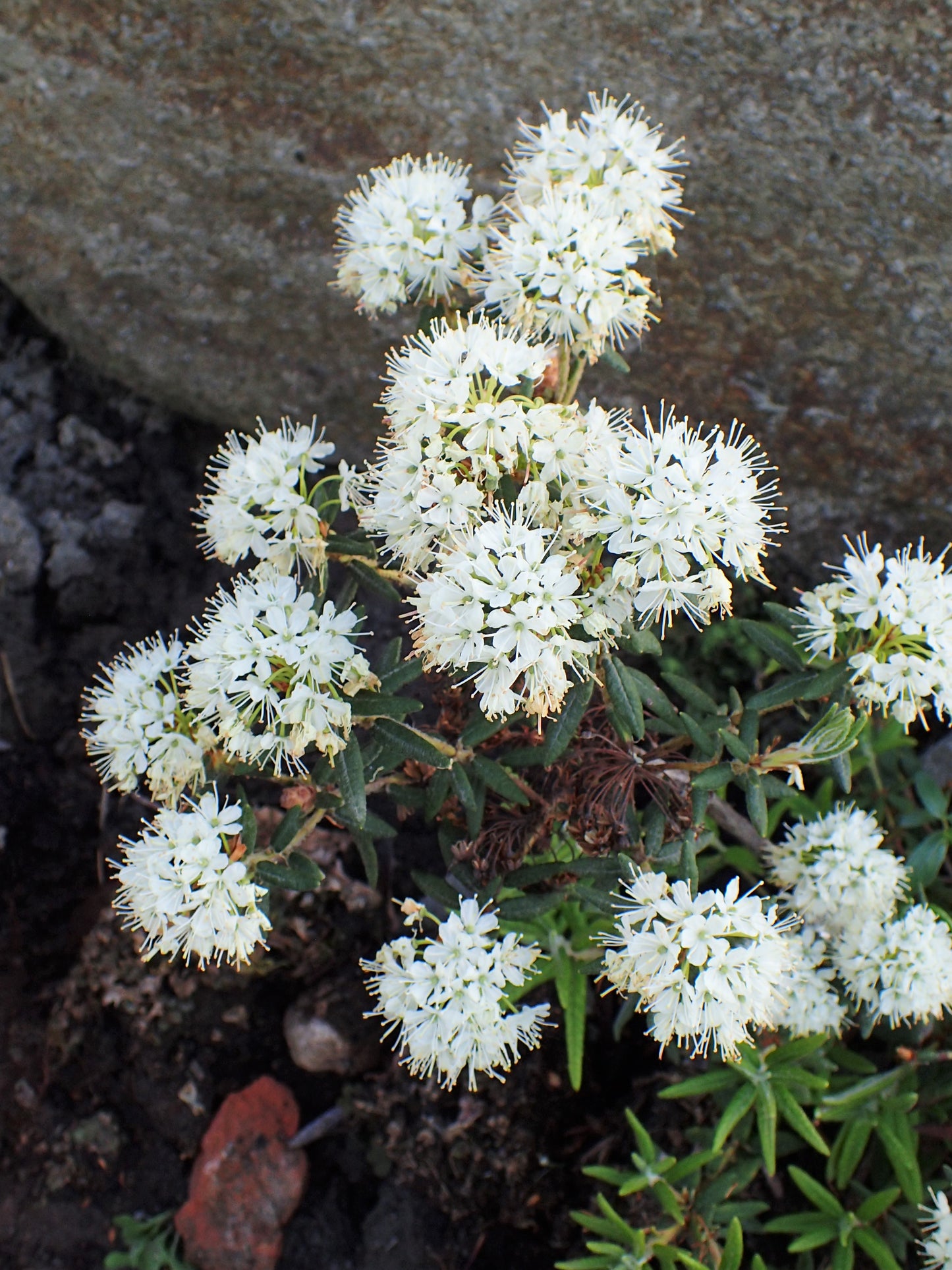 Bog Labrador Tea Tea (Rhododendron groenlandicum)