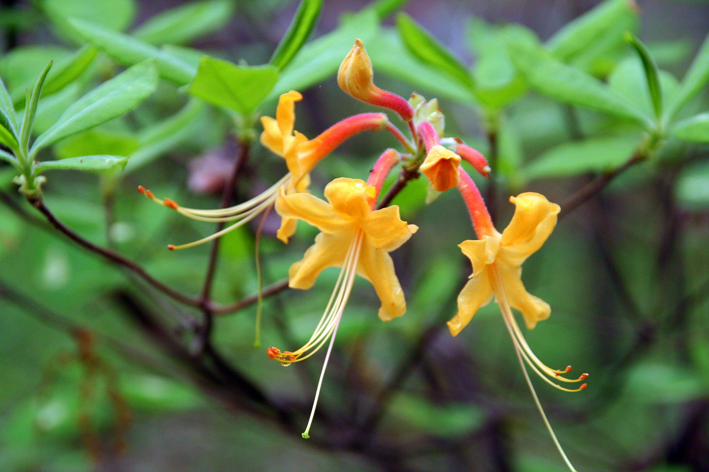 Florida Orange Azalea (Rhododendron austrinum)