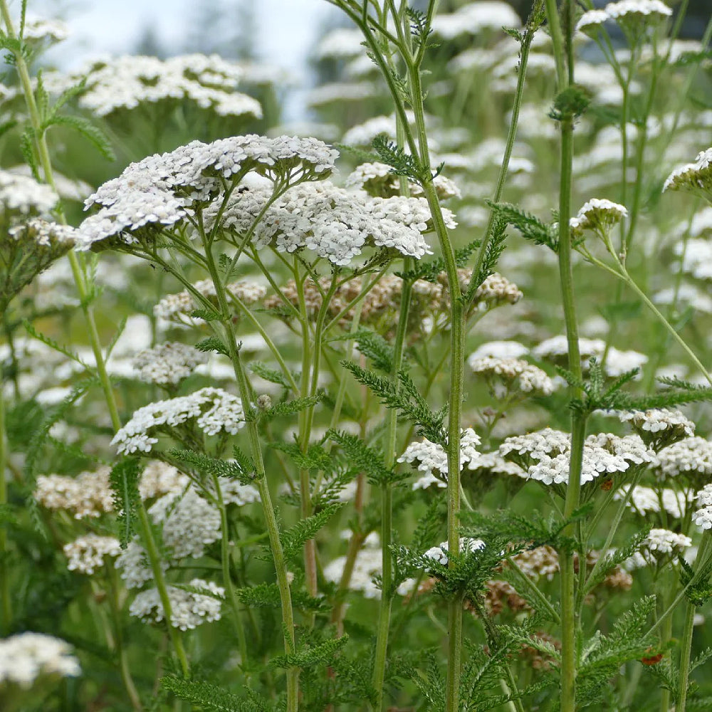 Common Yarrow, Plumajillo (Achillea millefolium)