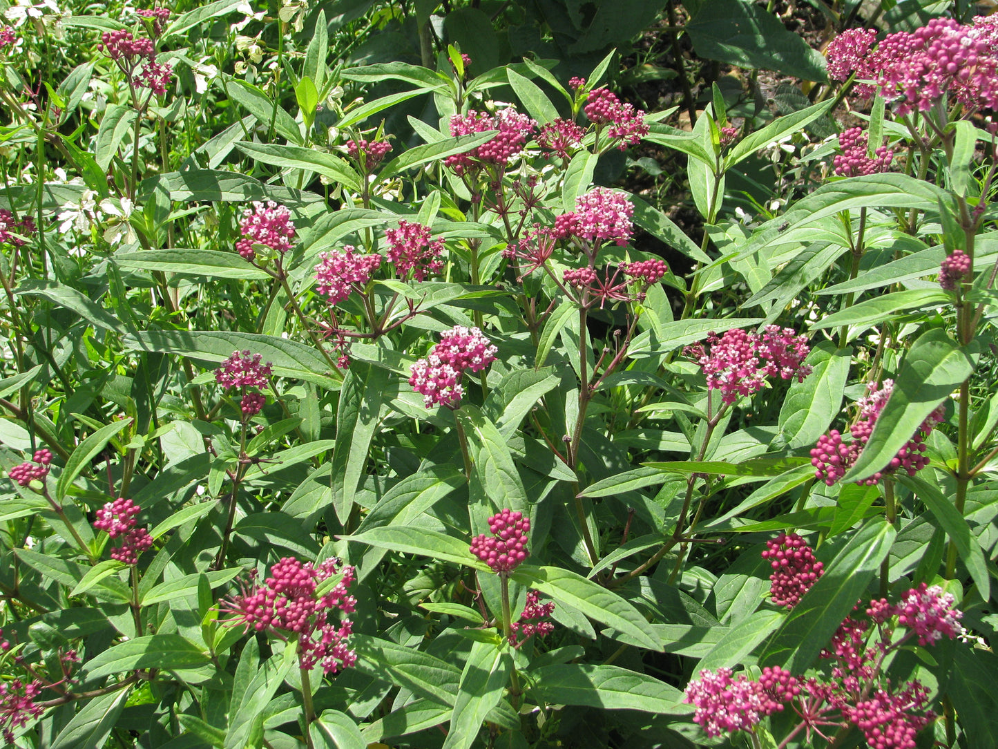 Swamp Milkweed (Asclepias incarnata)