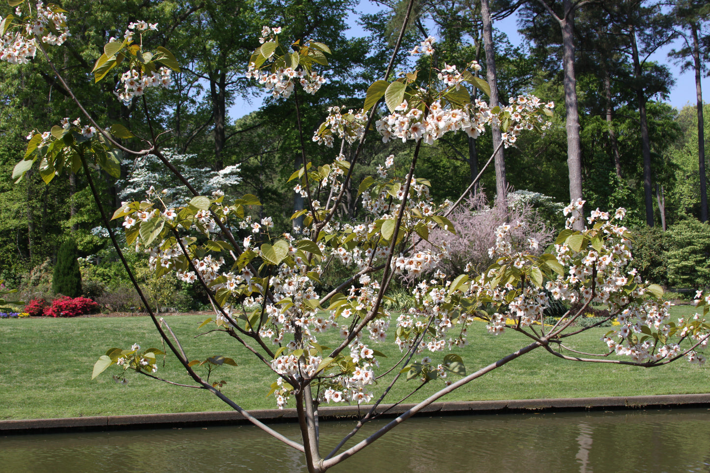 Tungoil Tree (Vernicia fordii)