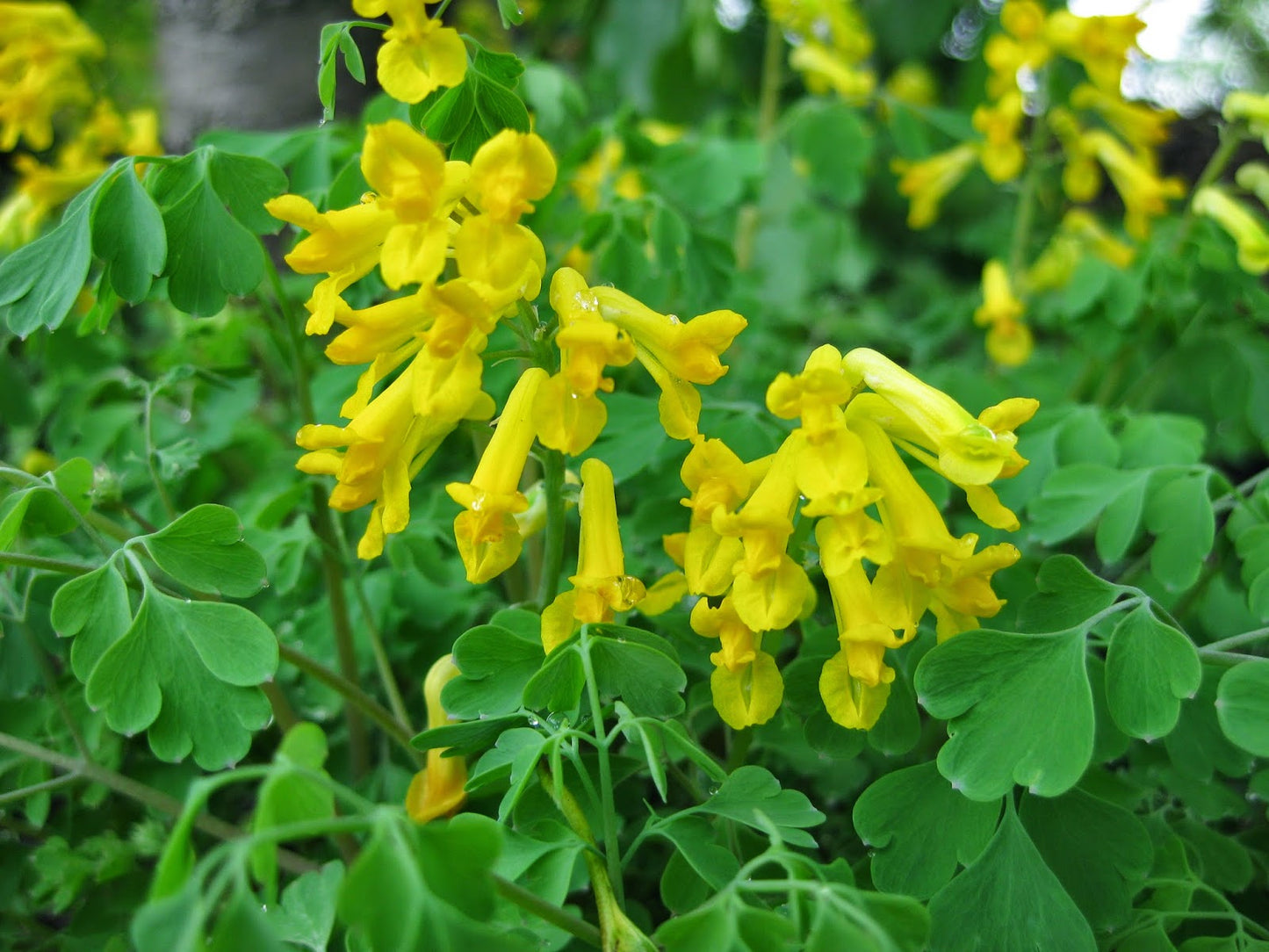 Golden Bleeding Heart Corydalis Fumatory Rock Fumewort (Corydalis lutea)