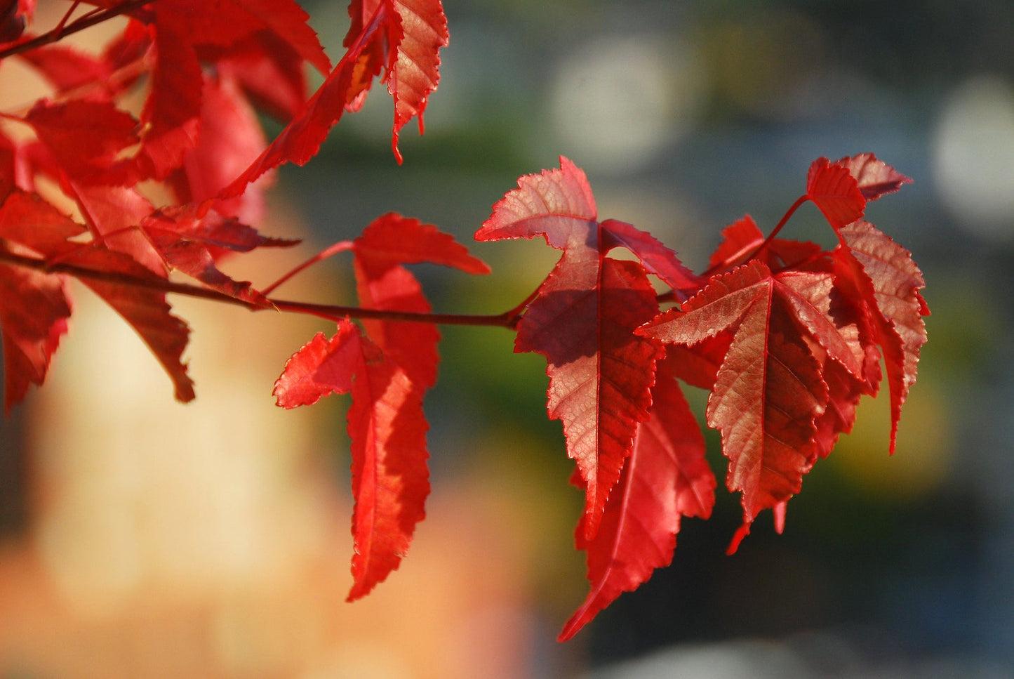 Flame Amur Maple (Acer tataricum ssp. ginnala 'Flame')