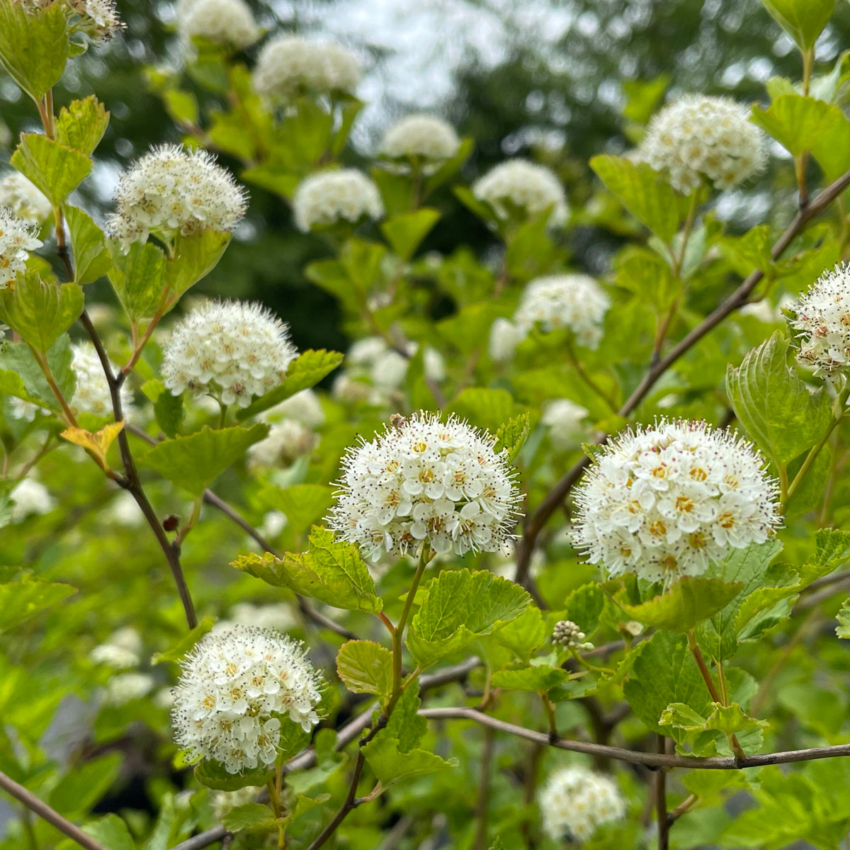 Atlantic Ninebark Common Eastern (Physocarpus opulifolius)