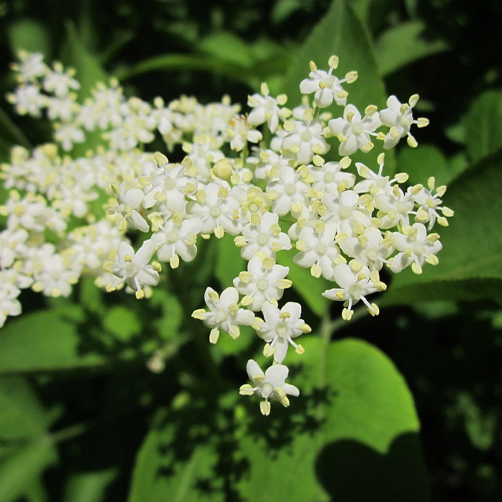 Black Elderberry Common Elder Elder (Sambucus nigra)