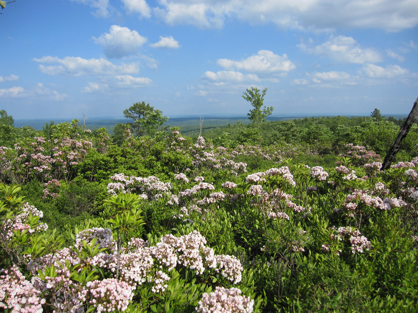 Mountain Spoonwood (Kalmia latifolia)