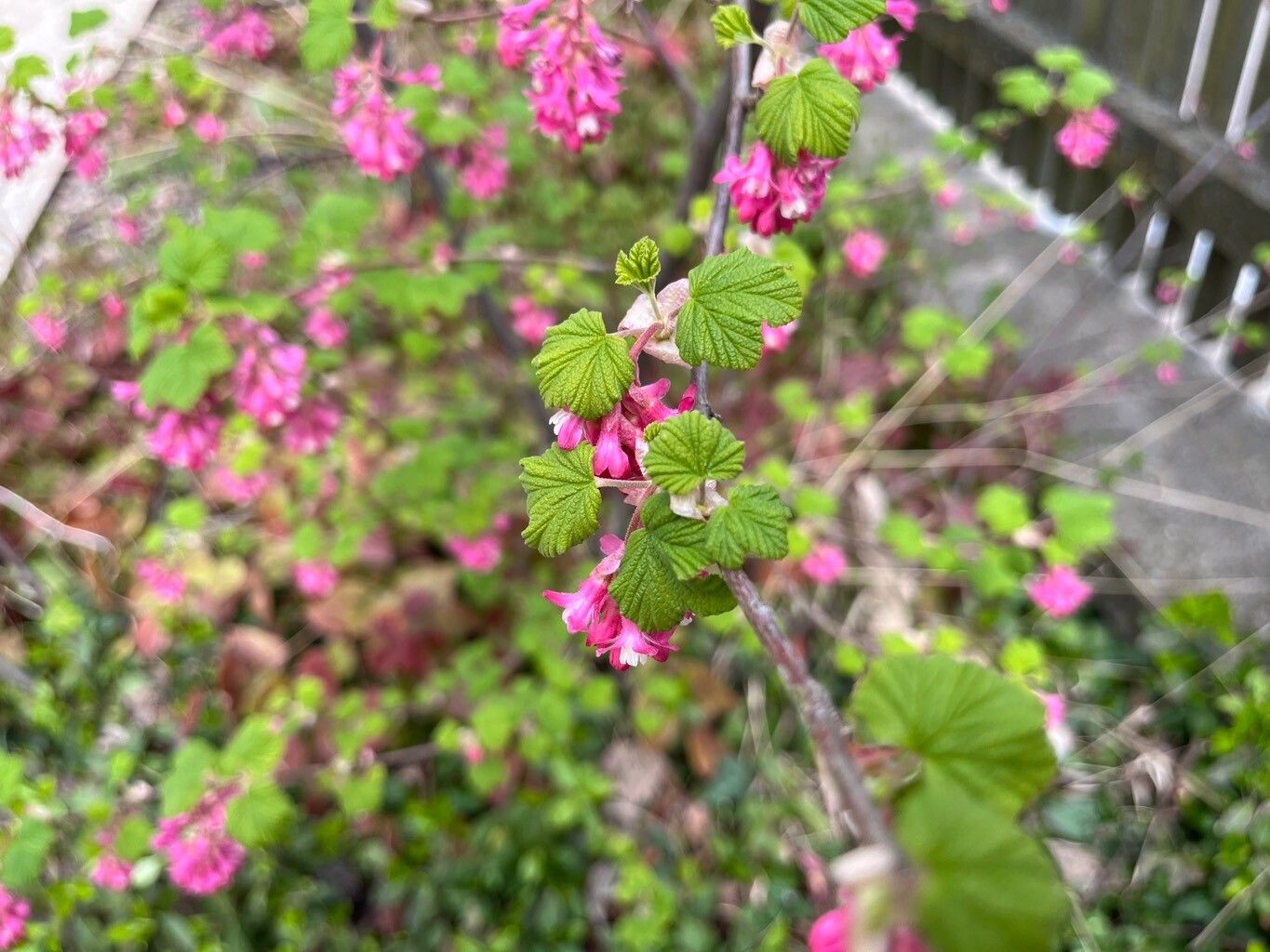 Pink Mountain Currant Sierra Sierran Currant (Ribes nevadaense)