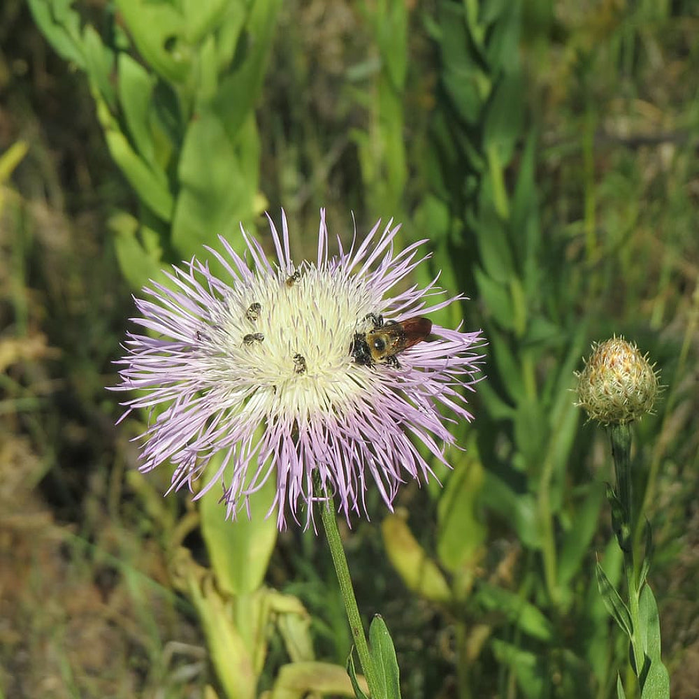 American Basketflower American Star-thistle Starthistle Basket Flower Basket-flower Shaving Brush Sweet Sultan (Centaurea americana)