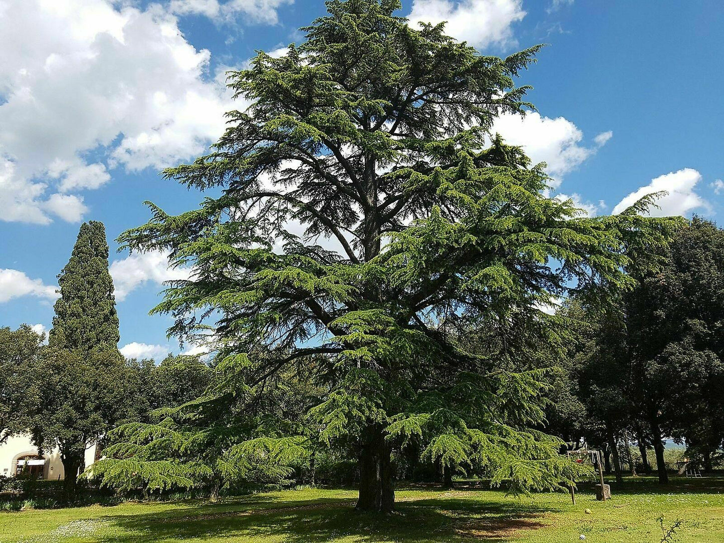 Cedar Of Lebanon (Cedrus libani)