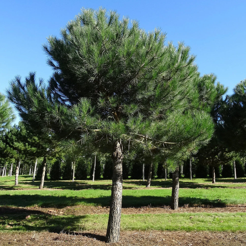 Italian Stone Umbrella Pine (Pinus pinea)