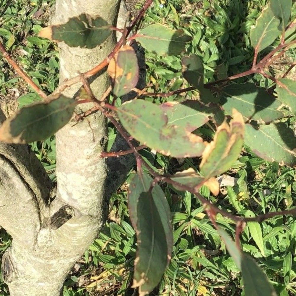 Shining Gum (Eucalyptus nitens)