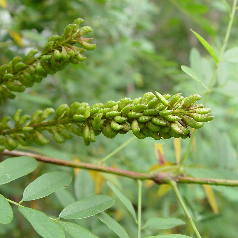 Bastard Indigobush Desert False Indigo Indigo (Amorpha fruticosa)