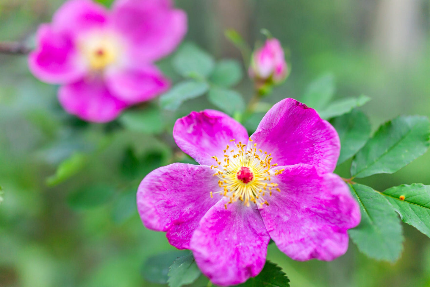 Woods Woods Rose (Rosa woodsii)