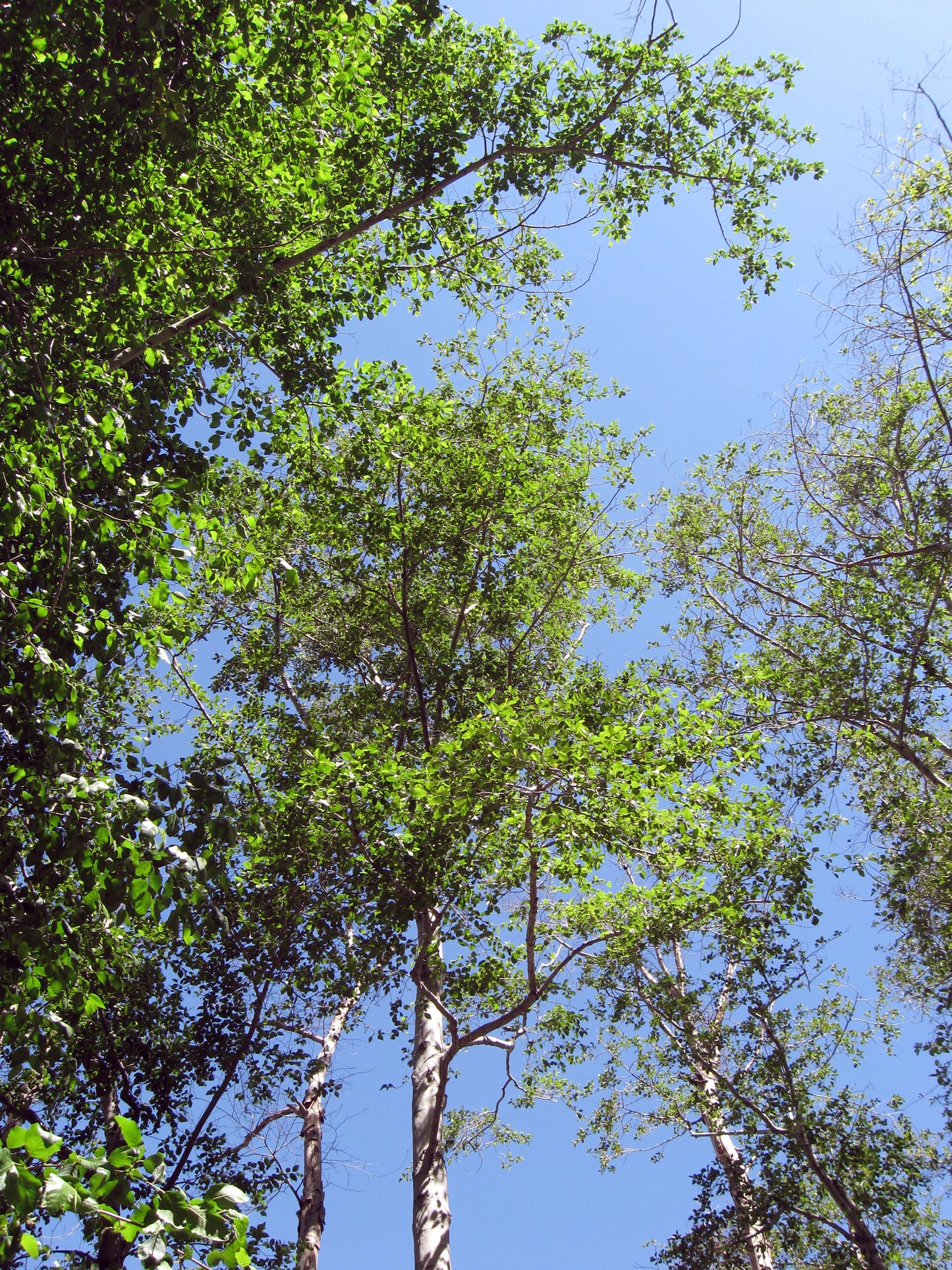 Sierra Alder (Alnus rhombifolia)