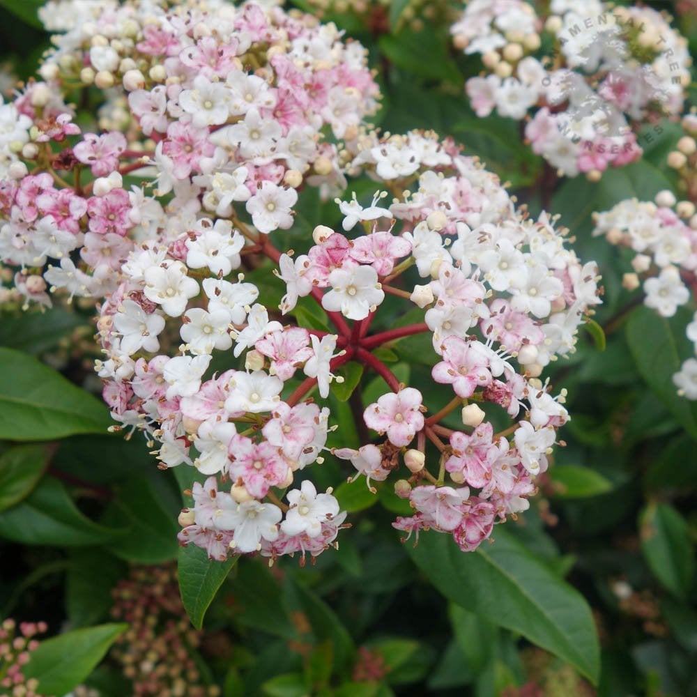 Laurustine Laurustinus Viburnum (Viburnum tinus)
